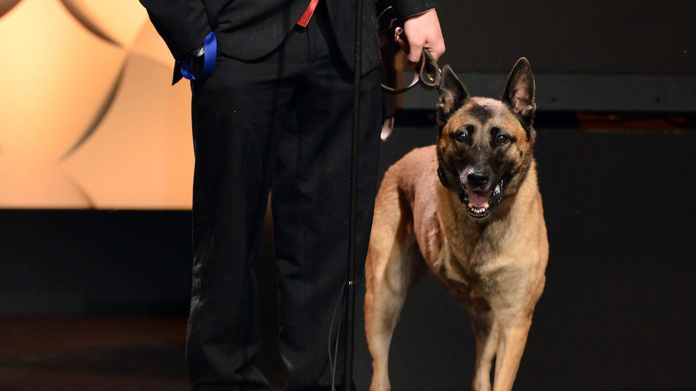 25 most heroic dogs in America